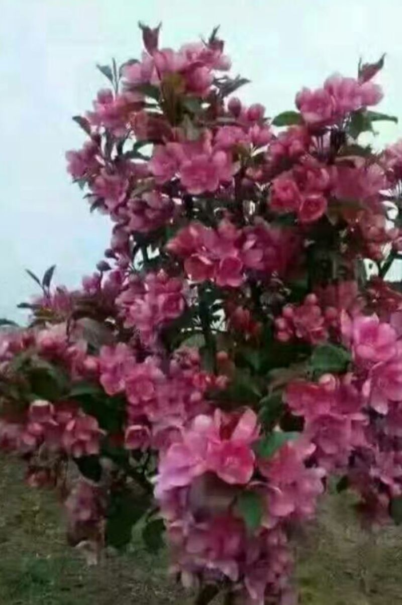 【牛商推荐】北美海棠苗红宝石高原之火冬红果西府海棠各品种