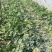 甜王西瓜大棚西瓜7斤打底9成熟
