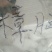 樟脑各种中药材批发质量保证产地直销