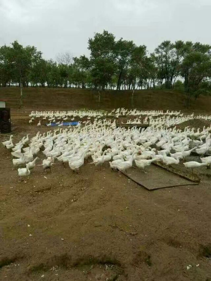 鹅苗250g以下