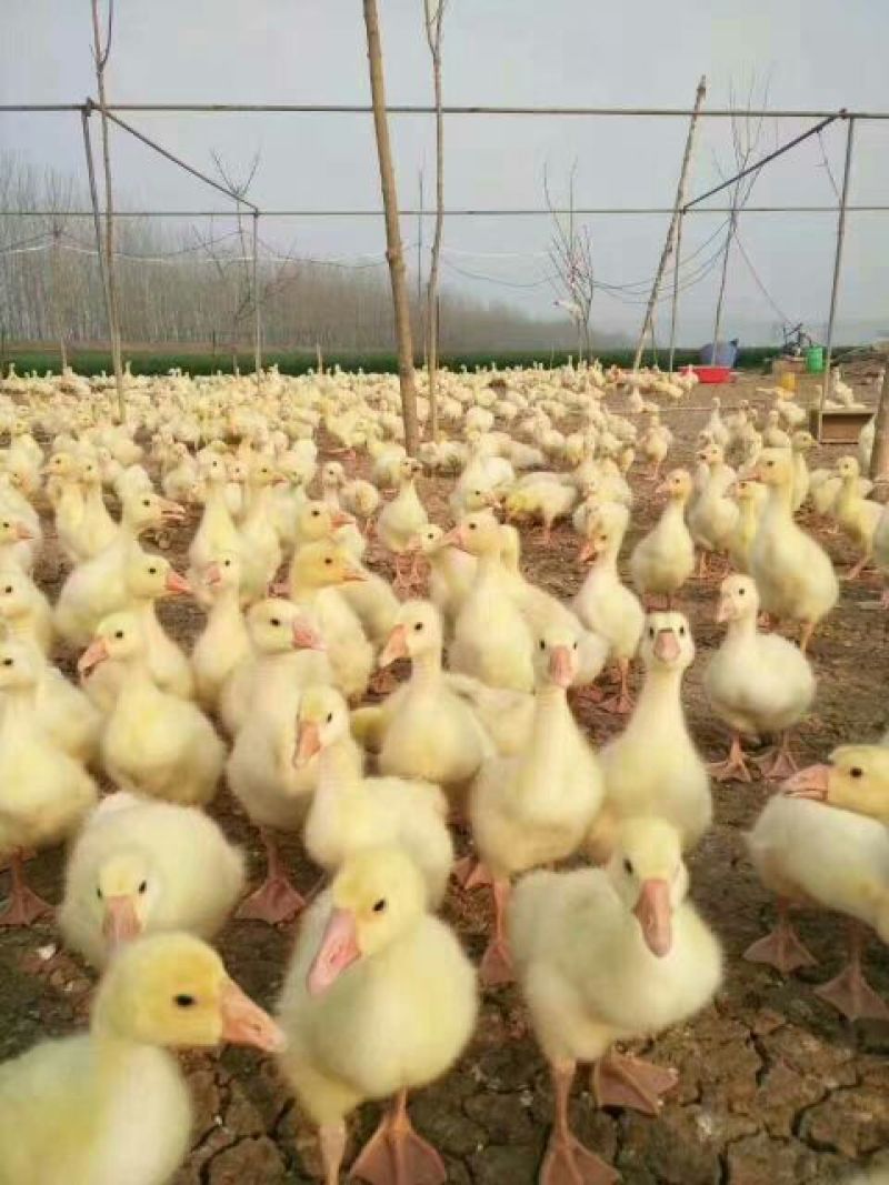 鹅苗250g以下