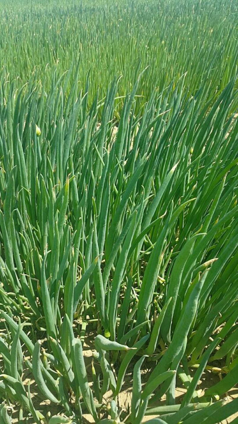 长白大葱葱苗40cm