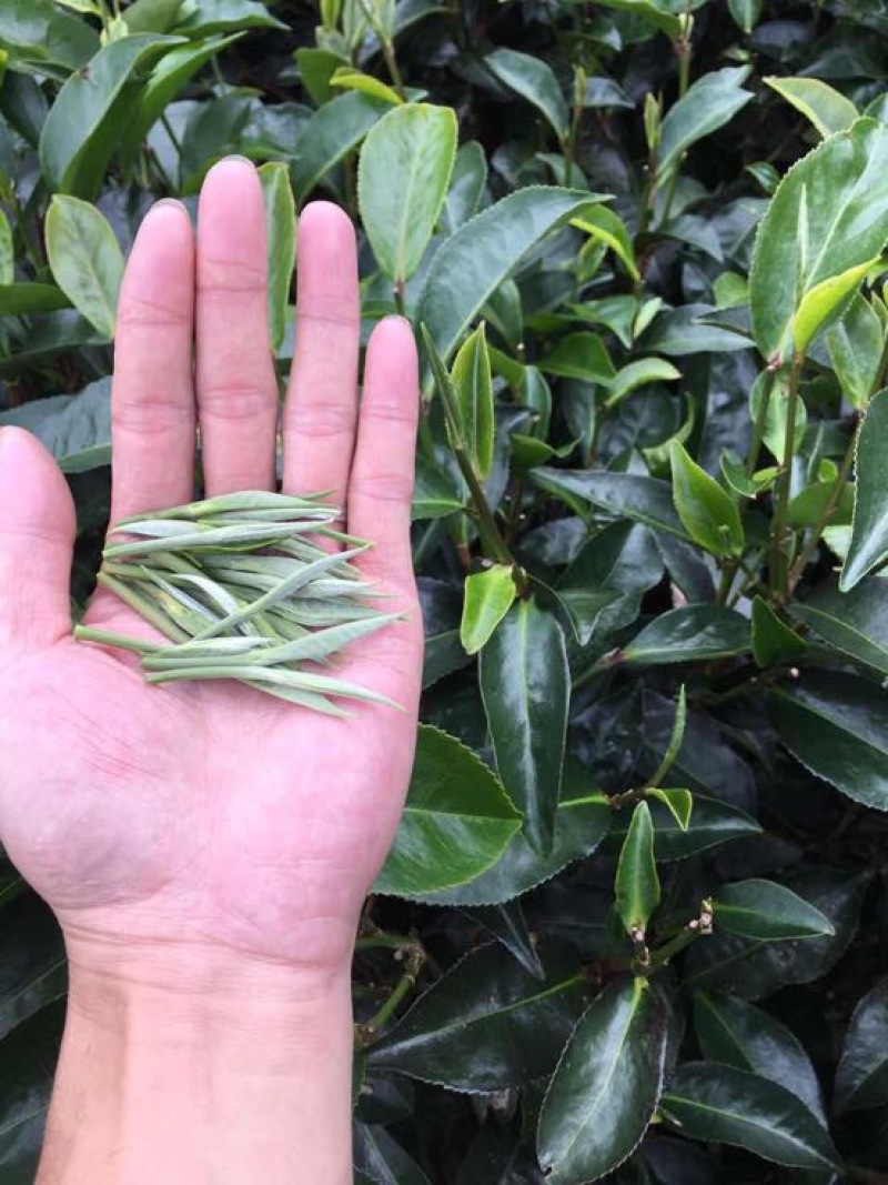 普洱茶