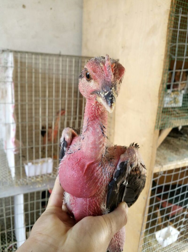 斗鸡苗500克以上脱温苗通货