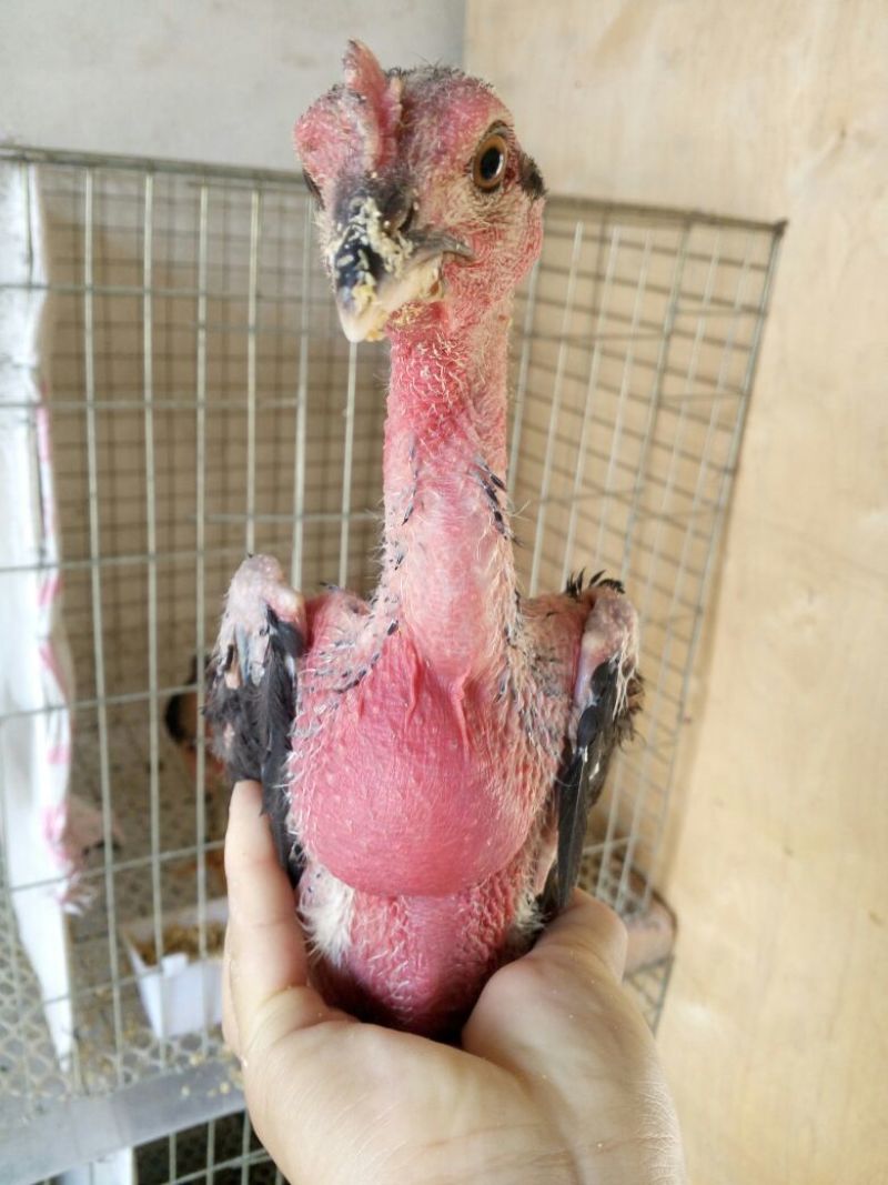 斗鸡苗500克以上脱温苗通货