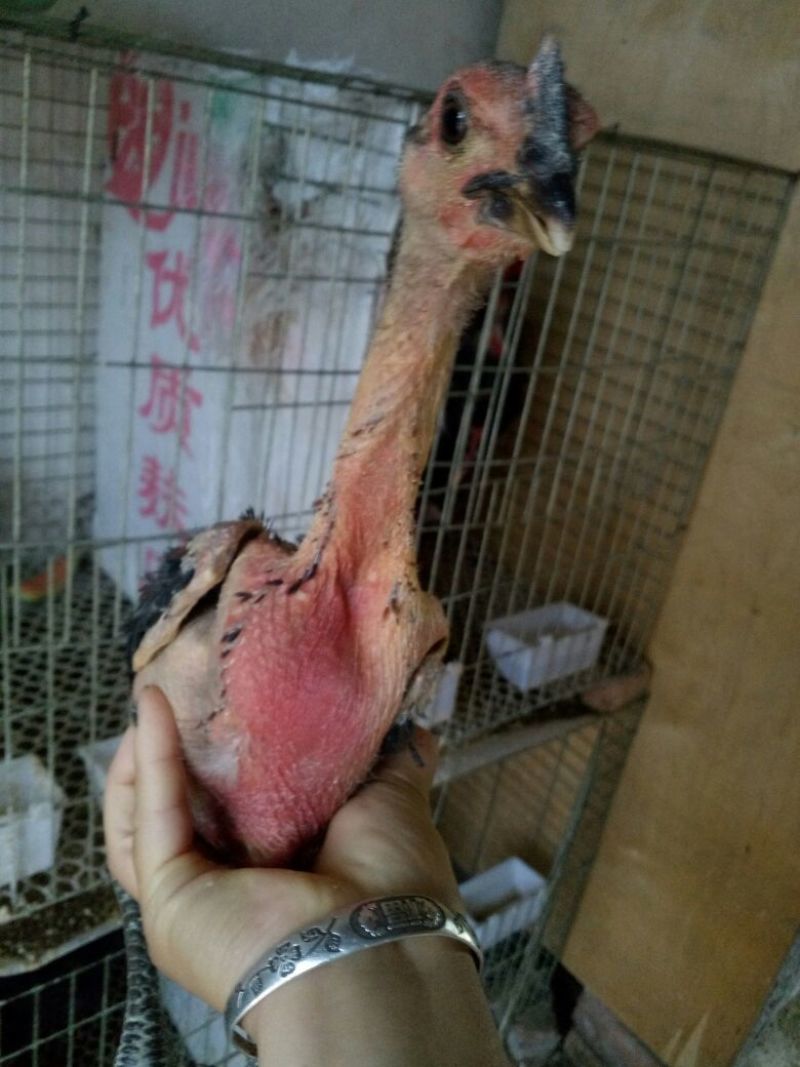 斗鸡苗500克以上脱温苗通货