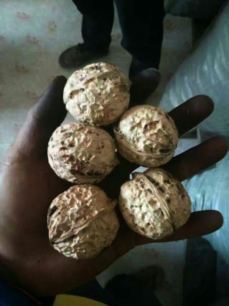 薄皮核桃手捏碎醇香老品种