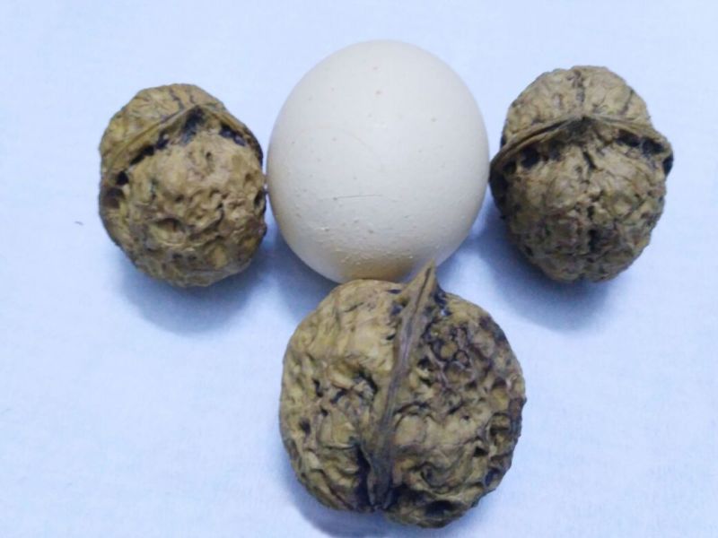 薄皮核桃手捏碎醇香老品种