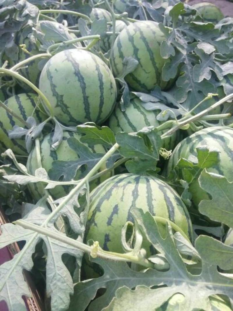 【推荐】安徽西瓜头茬8424西瓜6斤起8成熟可发全国