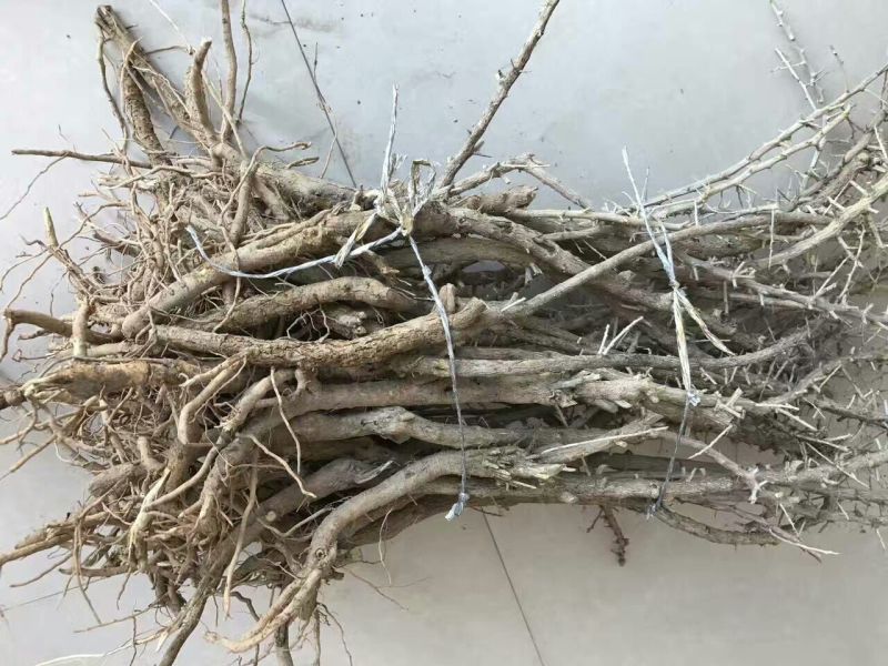 黑枸杞苗2年