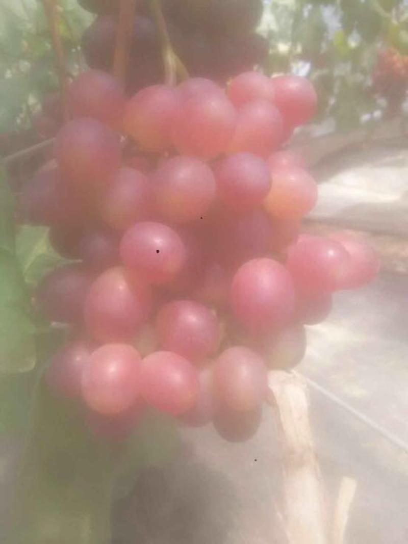 红巴拉多葡萄