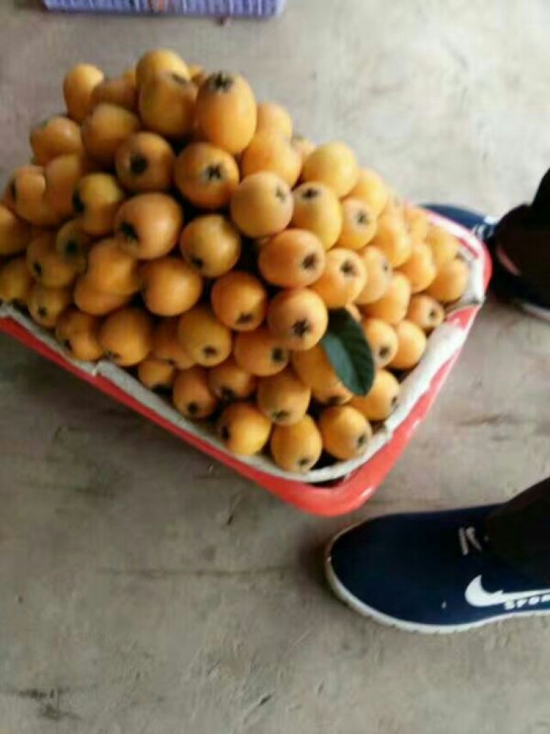 宜宾屏山正宗大五星枇杷，核小皮薄，肉质细腻