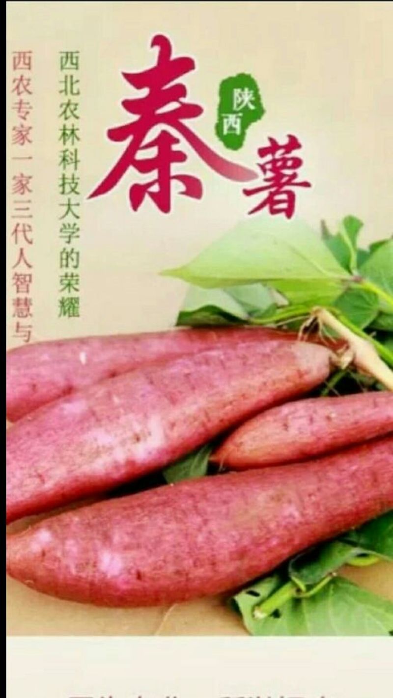 陕西杨凌秦薯5号红薯苗西北农林科技大学直属直发。