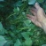 陕西杨凌秦薯5号红薯苗西北农林科技大学直属直发。