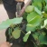 荷花10~20cm