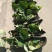 荷花10~20cm