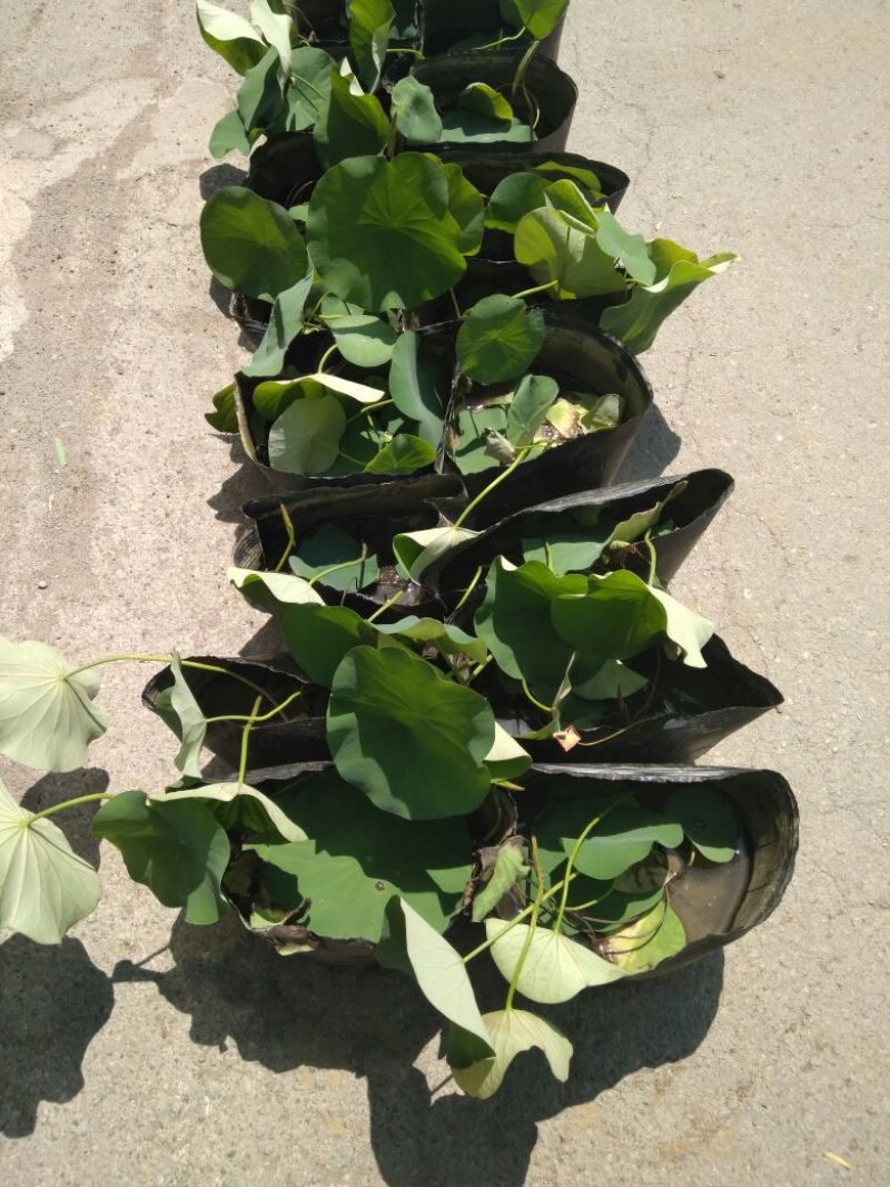 荷花10~20cm