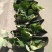 荷花10~20cm