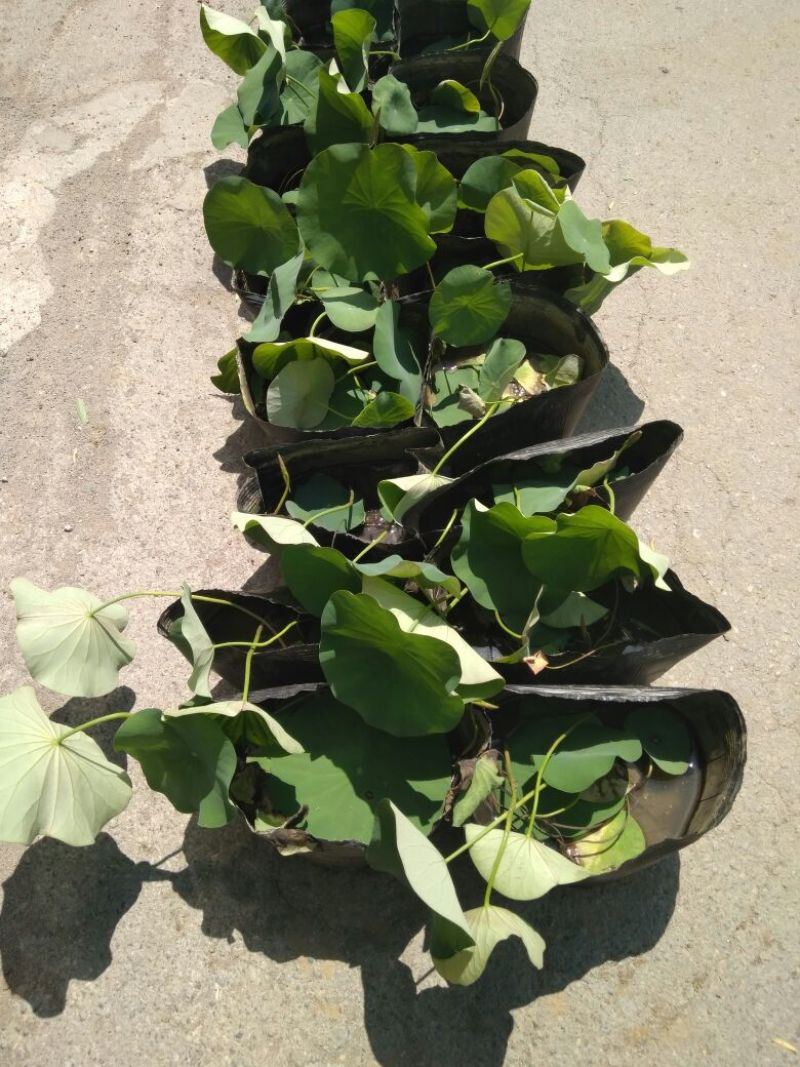 荷花10~20cm