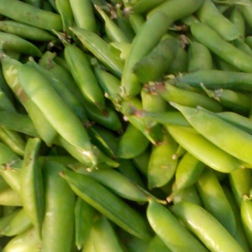 豌豆荚