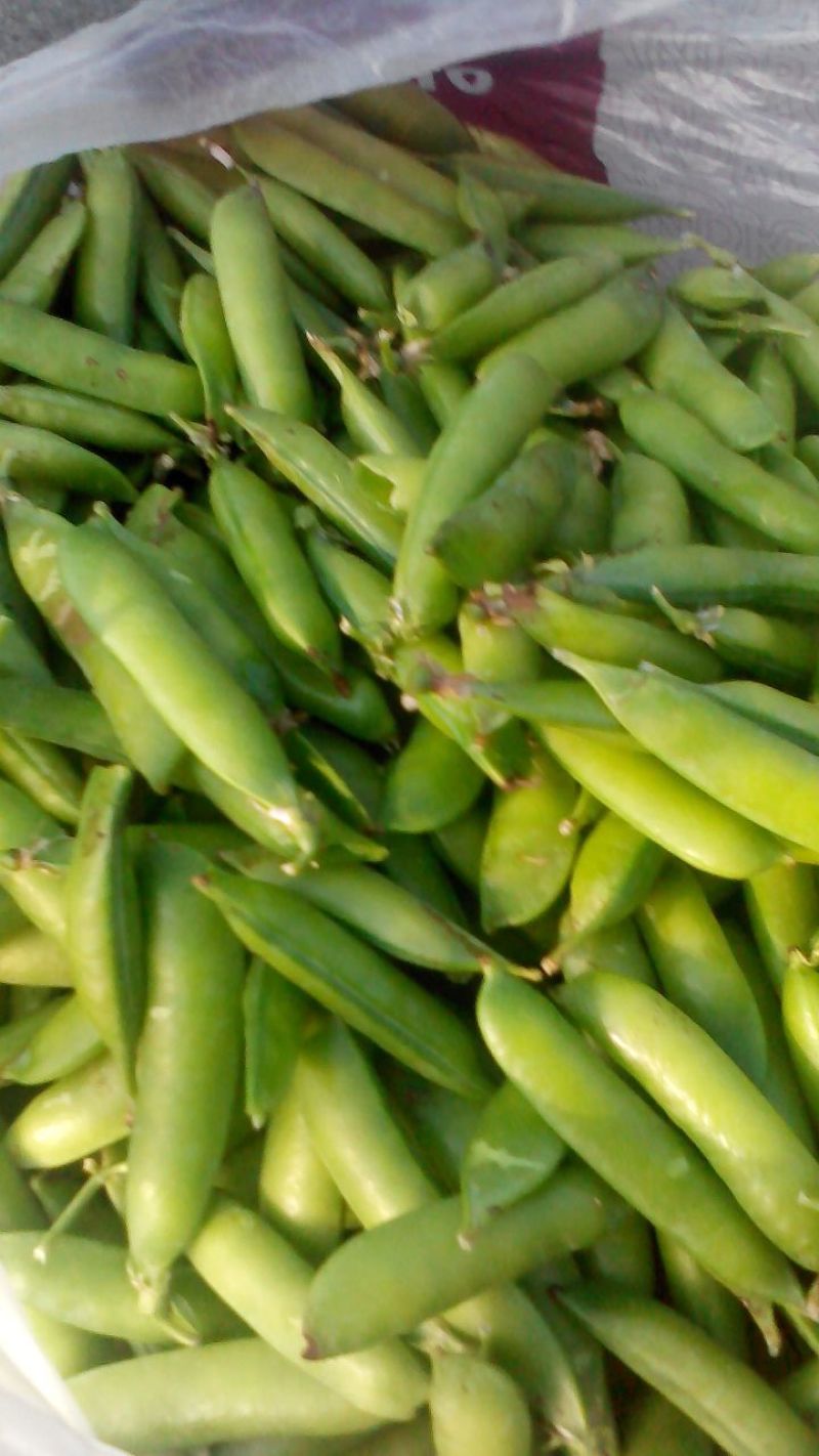 豌豆荚