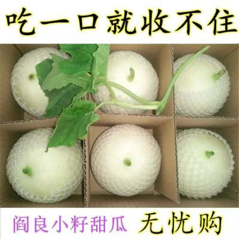陕西东方蜜白甜瓜精品1斤以上
