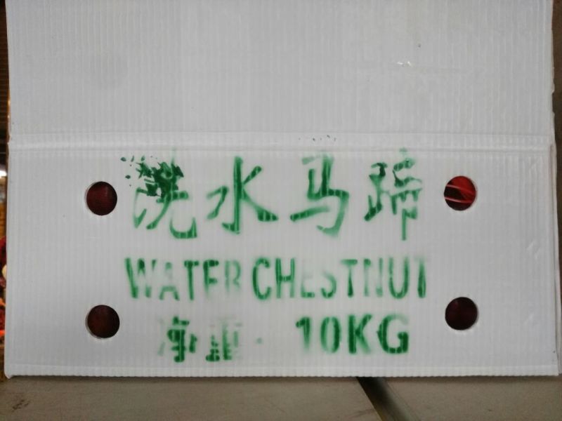 荸荠马蹄新鲜