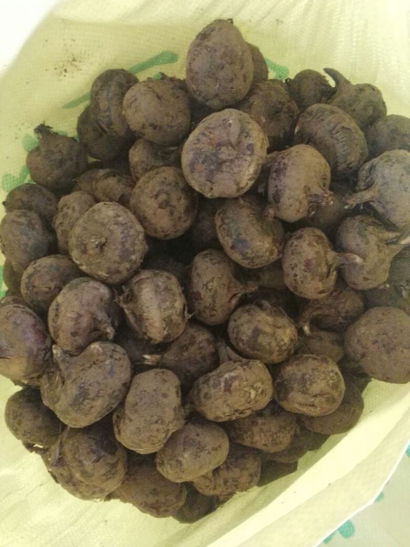 荸荠马蹄新鲜