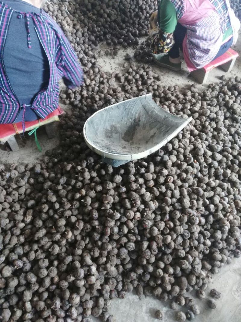 荸荠马蹄新鲜