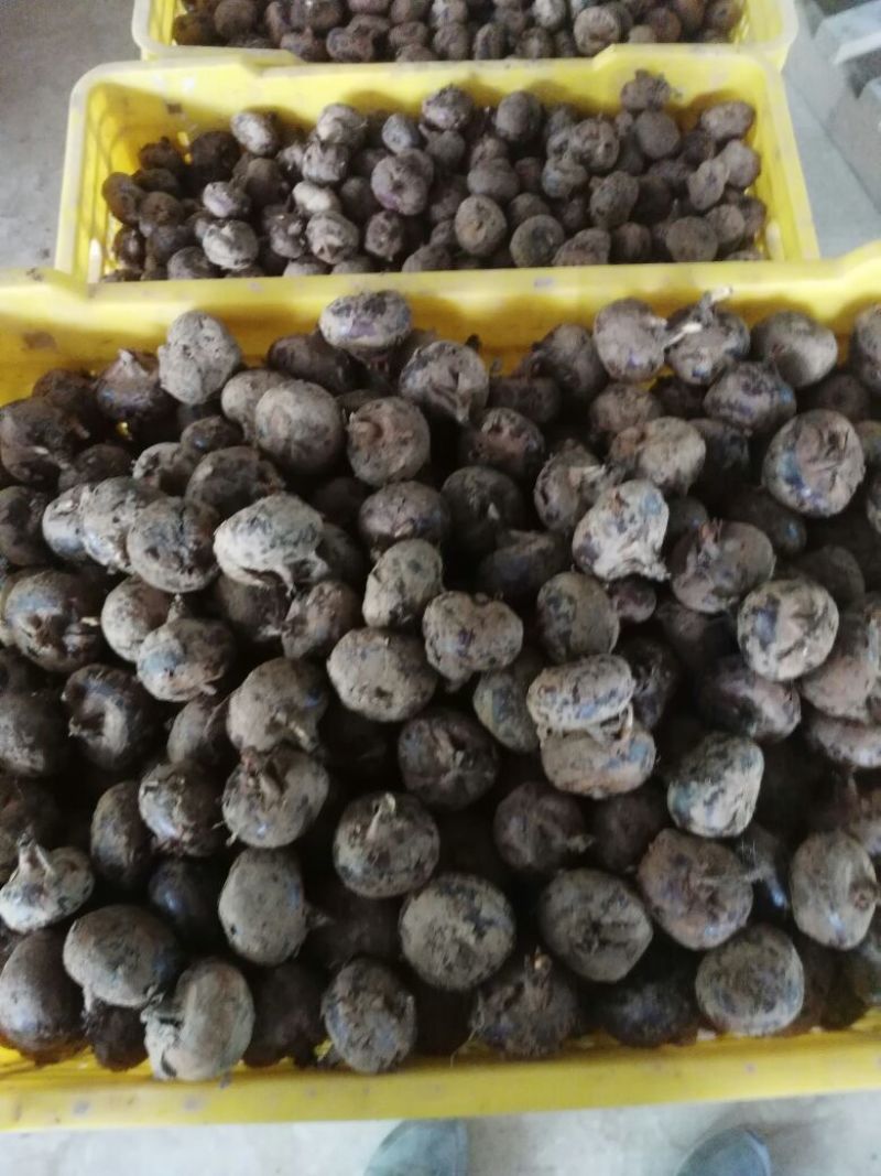 荸荠马蹄新鲜