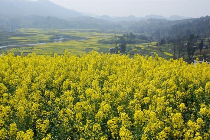 菜油