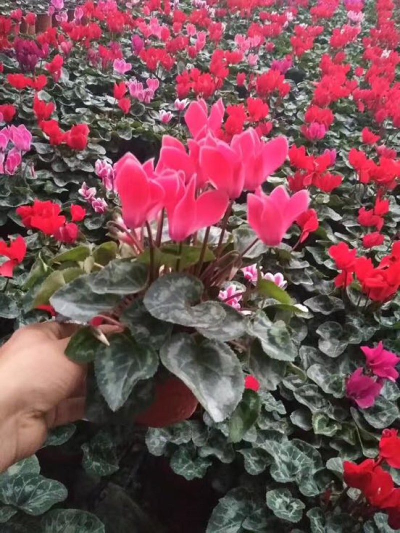 仙客来