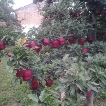 花牛苹果树苗