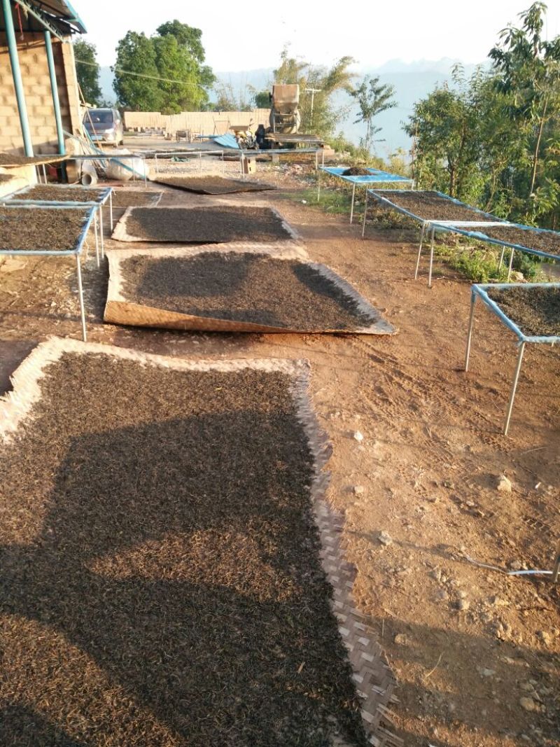 古树普洱茶一级