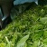 古树普洱茶一级