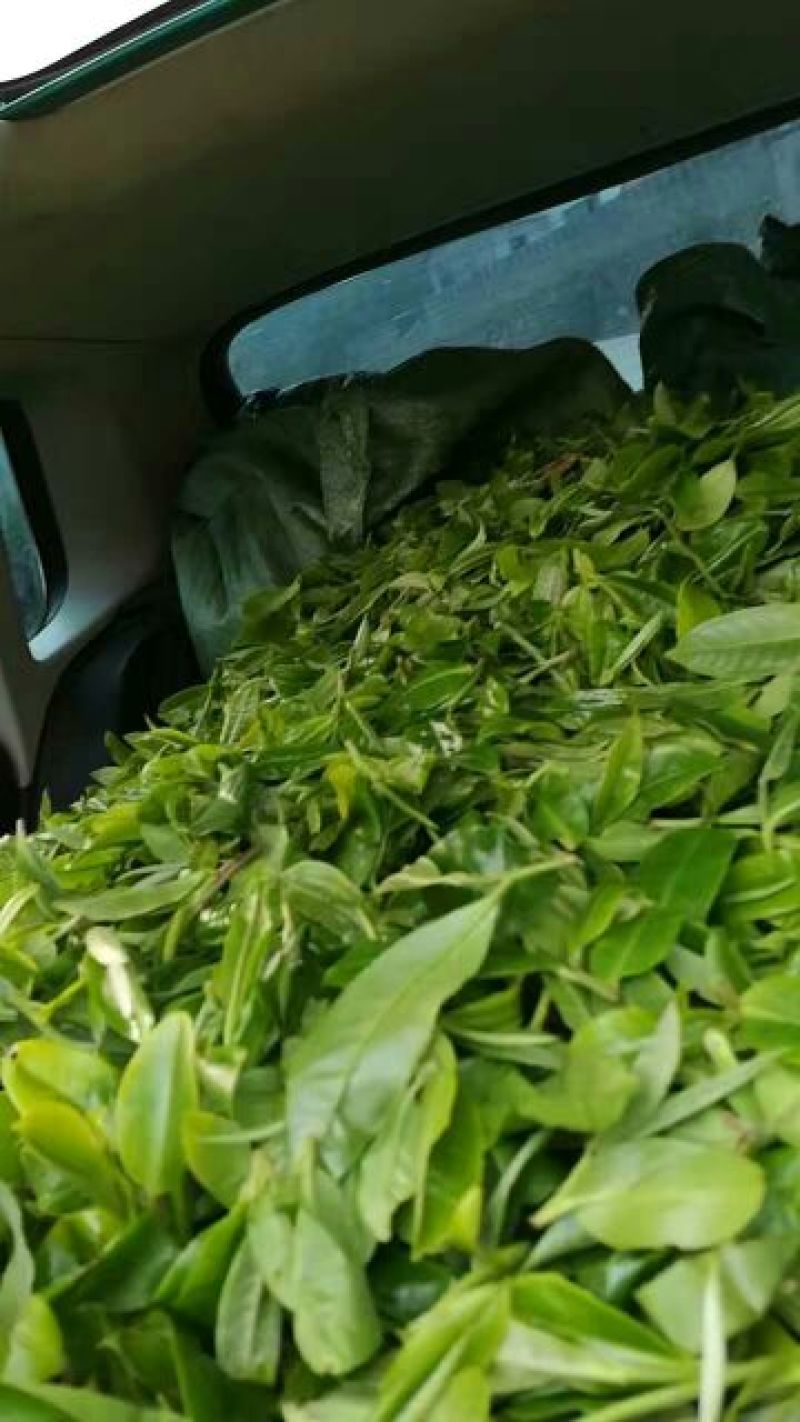 古树普洱茶一级