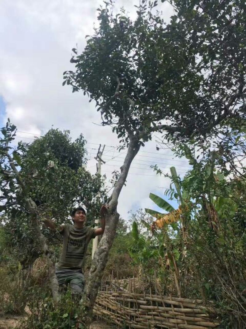 古树普洱茶一级