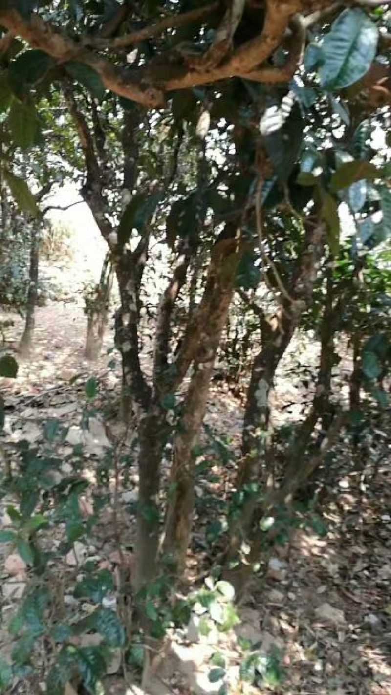 古树普洱茶一级