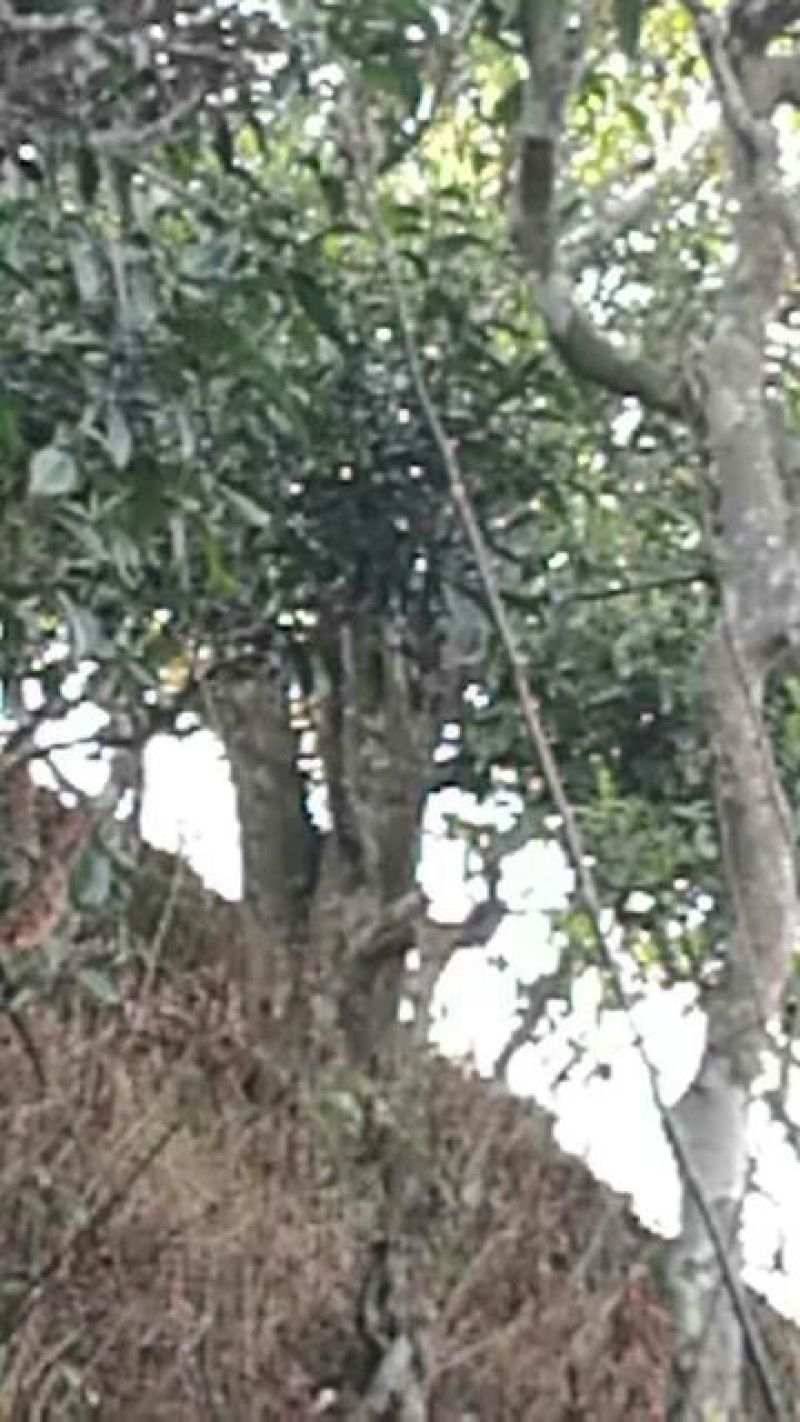 古树普洱茶一级