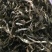 古树普洱茶一级