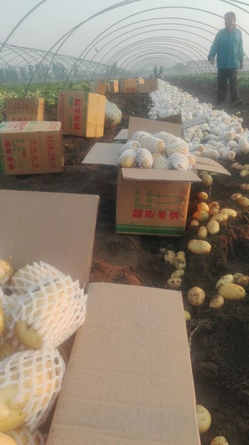 山东滕州市冷库荷兰十五土豆3两半以上通货冷库