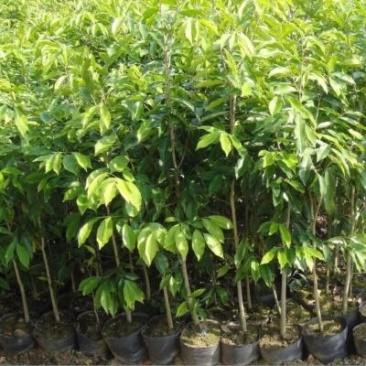 沉香苗