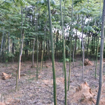 青桐树4~6cm4~6cm23-4