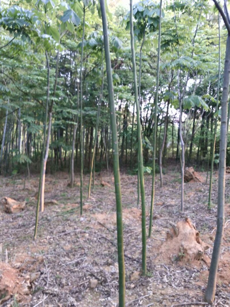 青桐树4~6cm4~6cm23-4