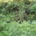 黑山羊50~80斤/头
