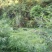 黑山羊50~80斤/头