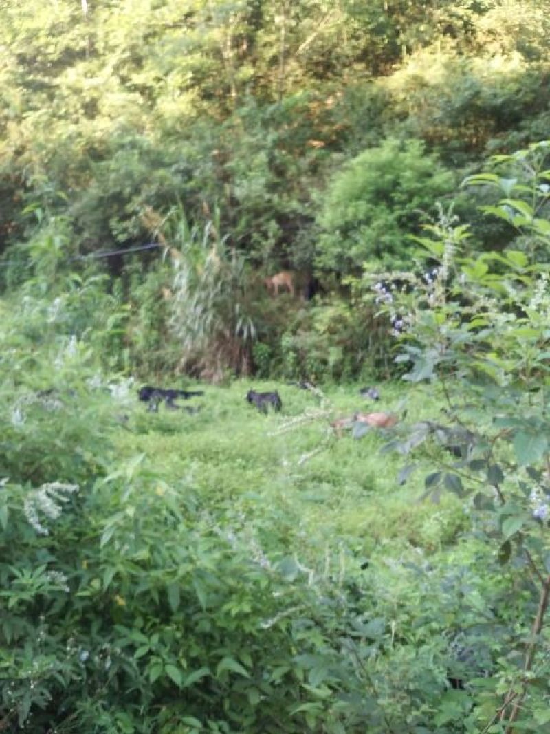 黑山羊50~80斤/头