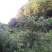 黑山羊50~80斤/头