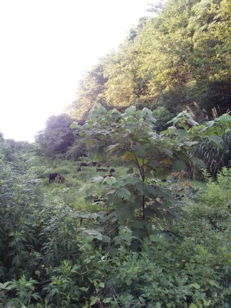 黑山羊50~80斤/头