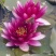 荷花50~60cm